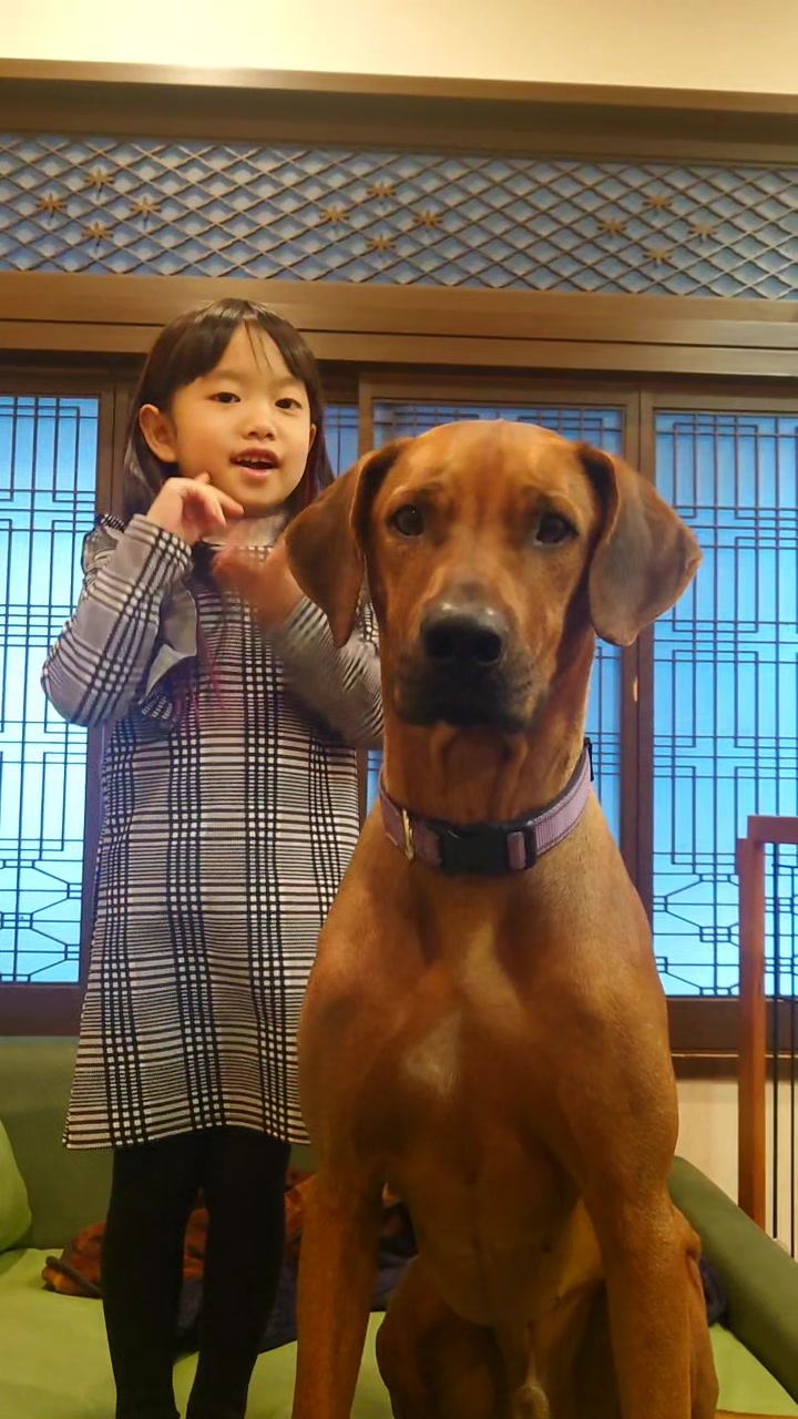 @Louis.Harry.rhodesianridgeback
