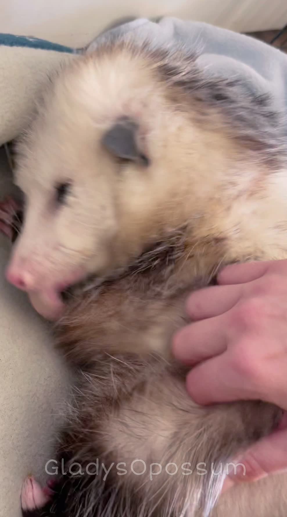 @GladysOpossum
