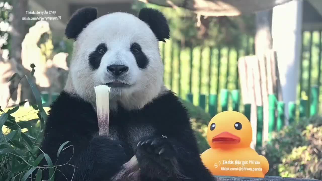 @Gấu tr&uacute;c Phi V&acirc;n
