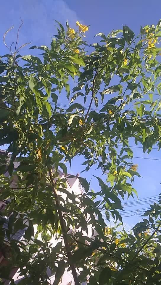 @Kamaraj