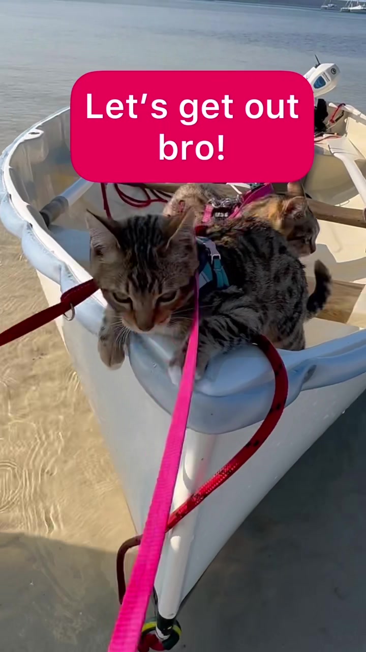 @thatcutecat
