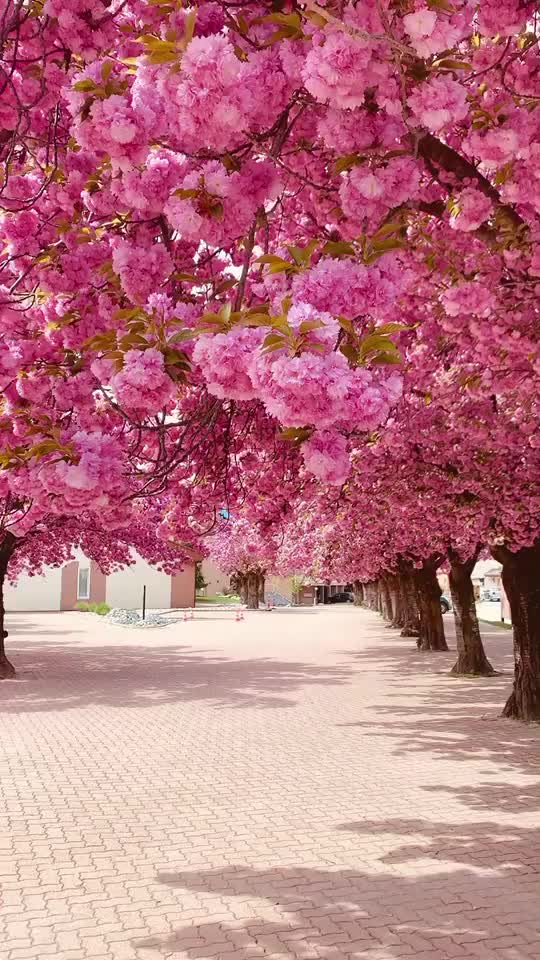 @SIDDHIKSHA SATAPATHY