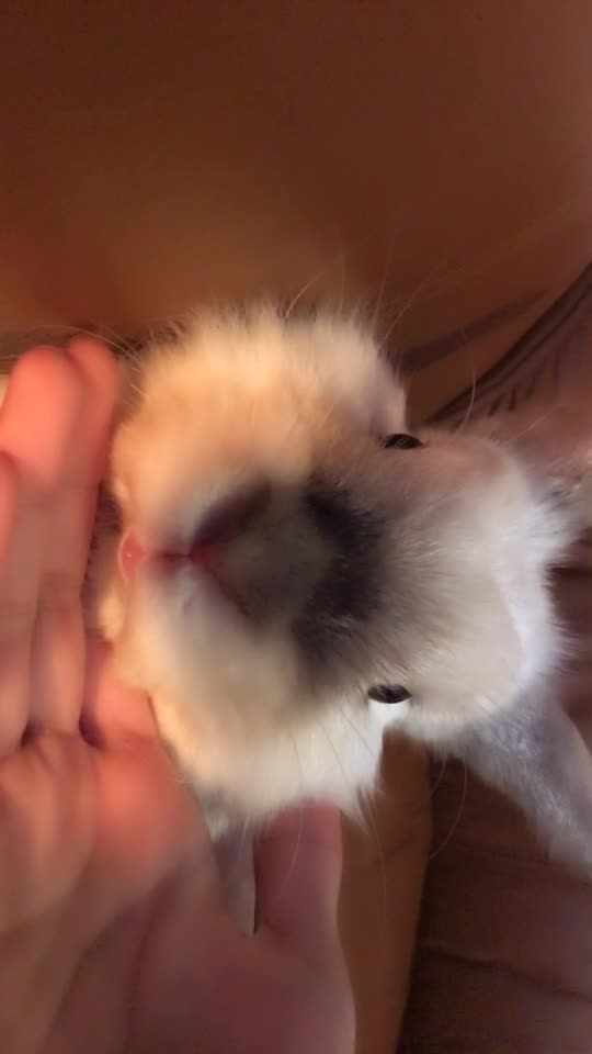 @🐰❤️
