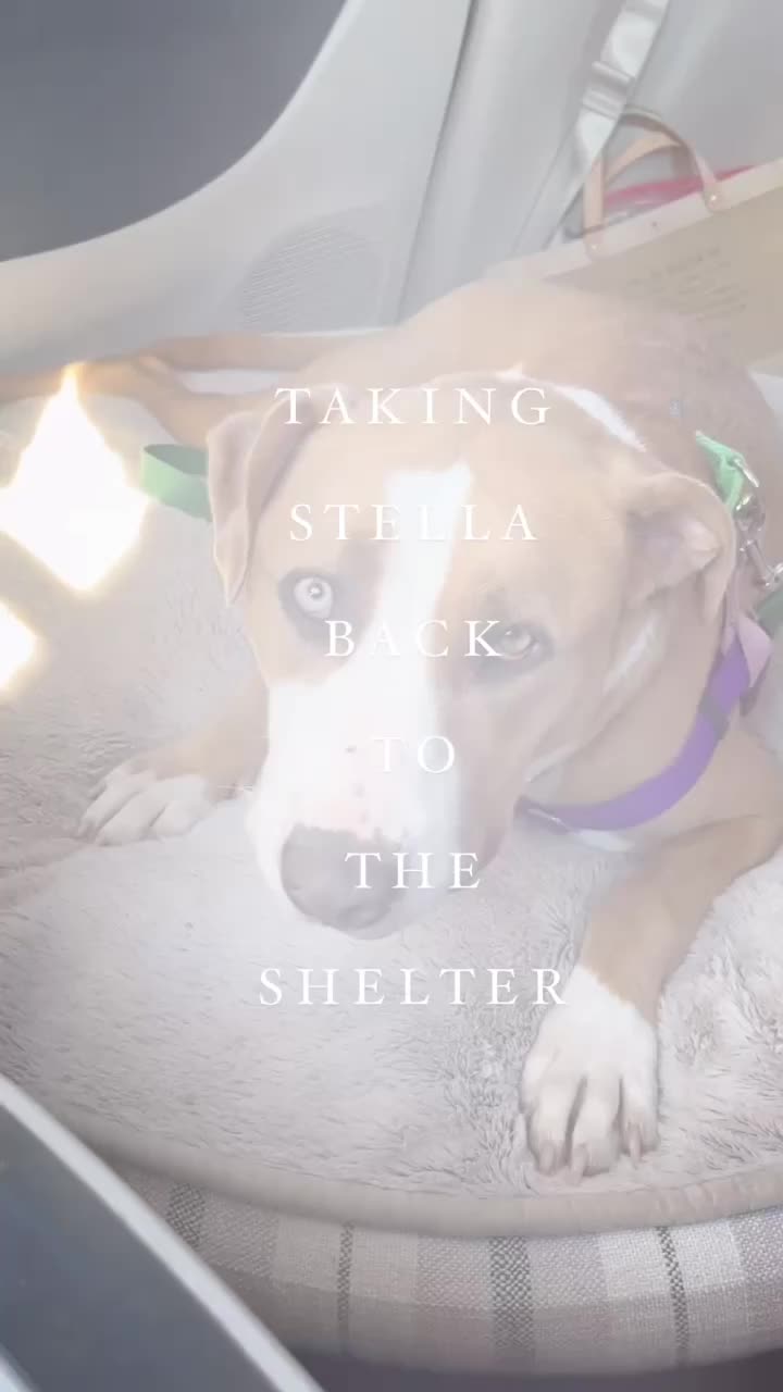 @HeyGoodDogs