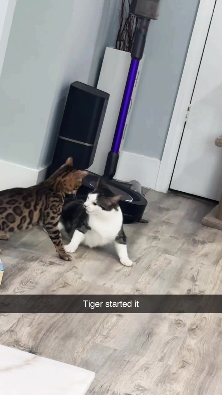 @Macho_Tiger_Lucky