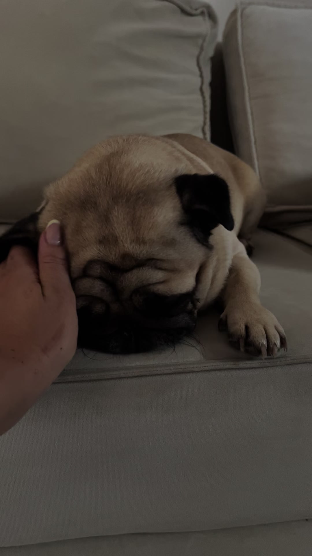 @pugSofyHarry