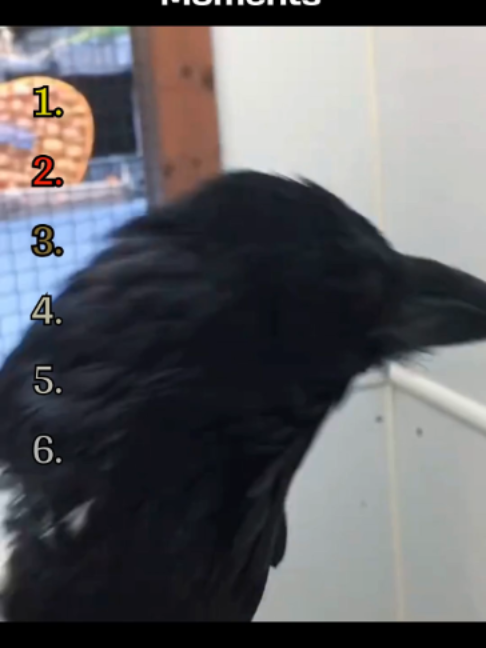 @RankingAnimalMoments