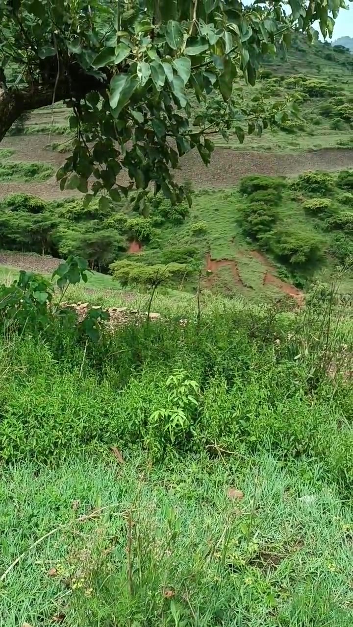 @Hu Alemu