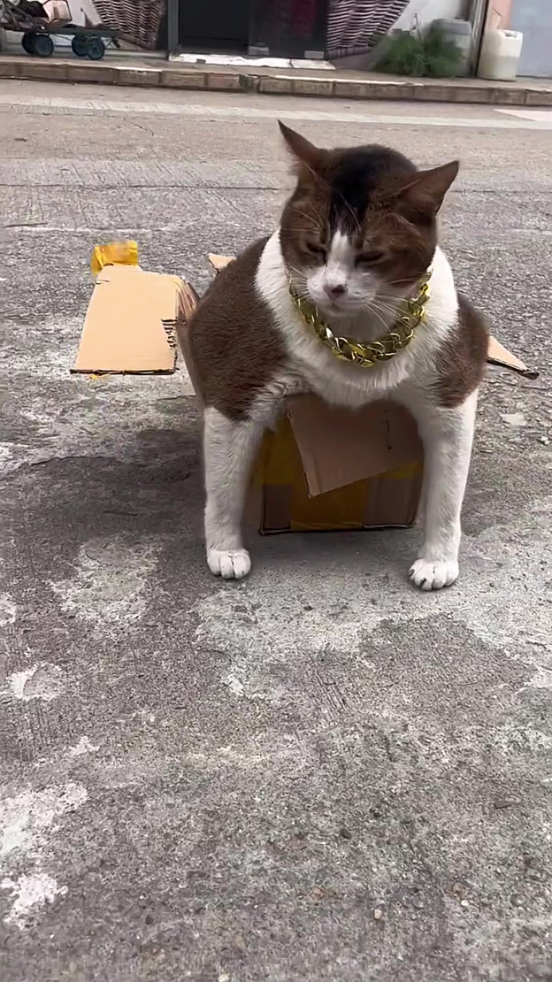 @Cute_kitten