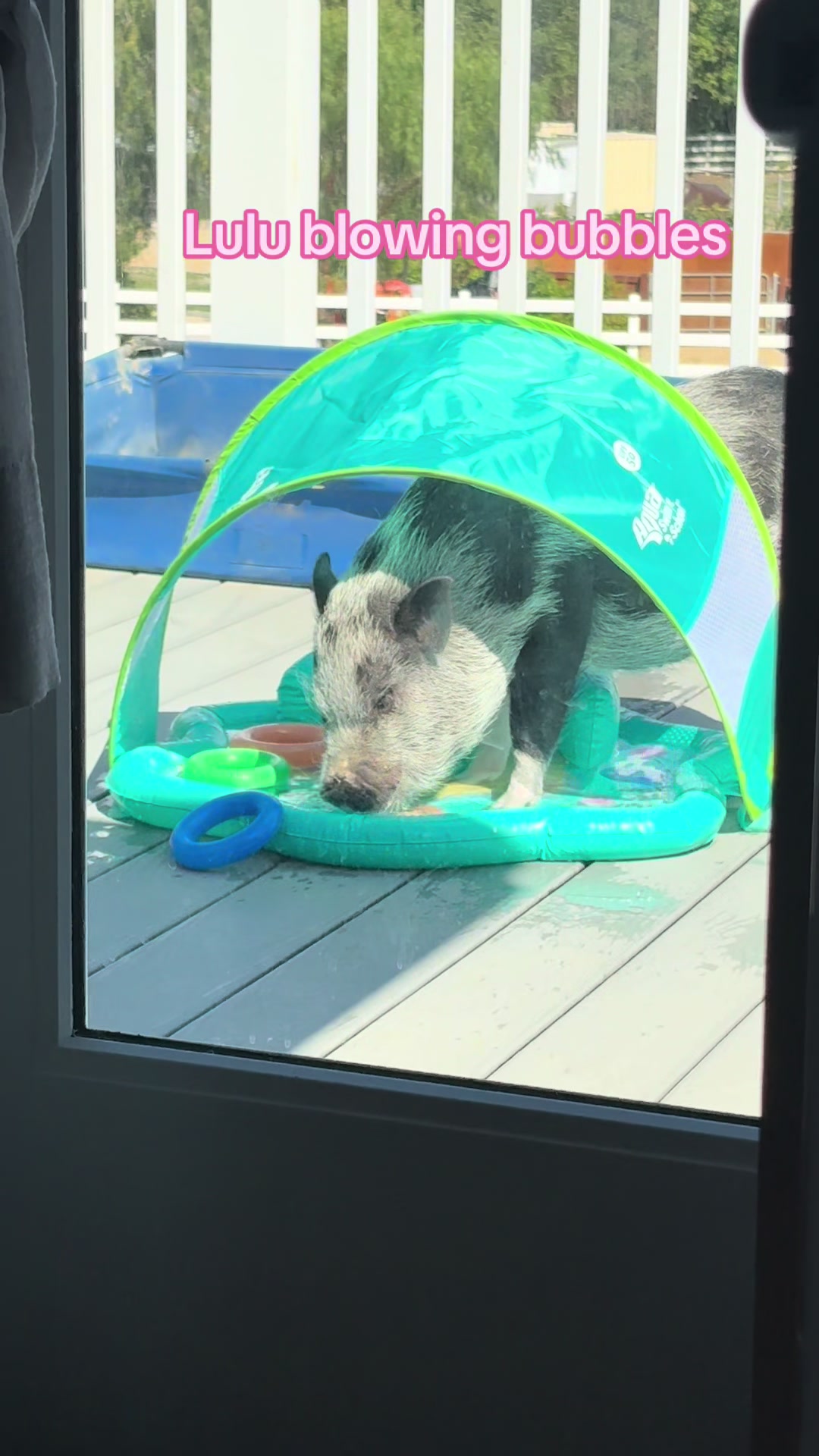 @LuLu The Pixie Pig
