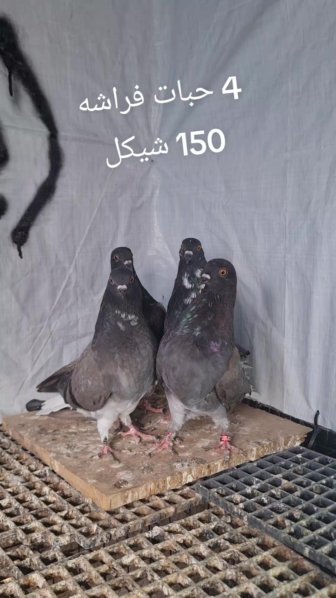 @Pigeons Tv