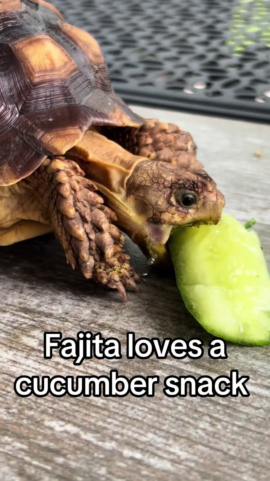 @Fajita 🐢
