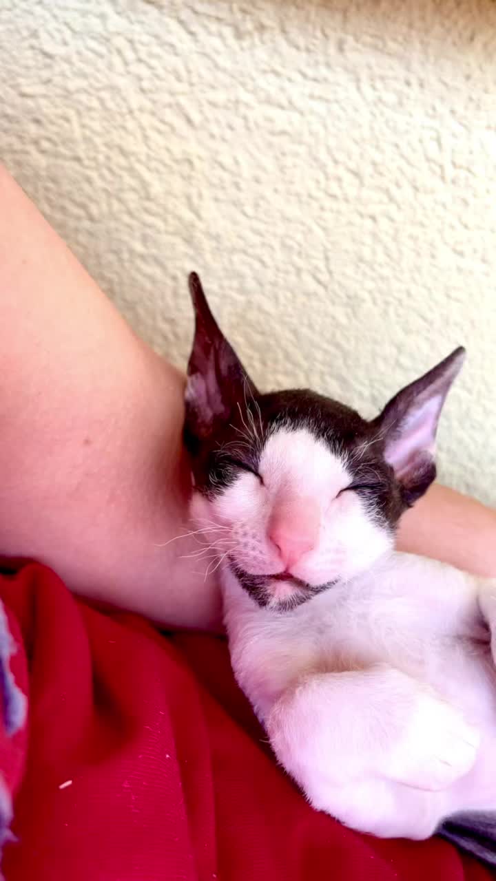 @patimolli_cattery
