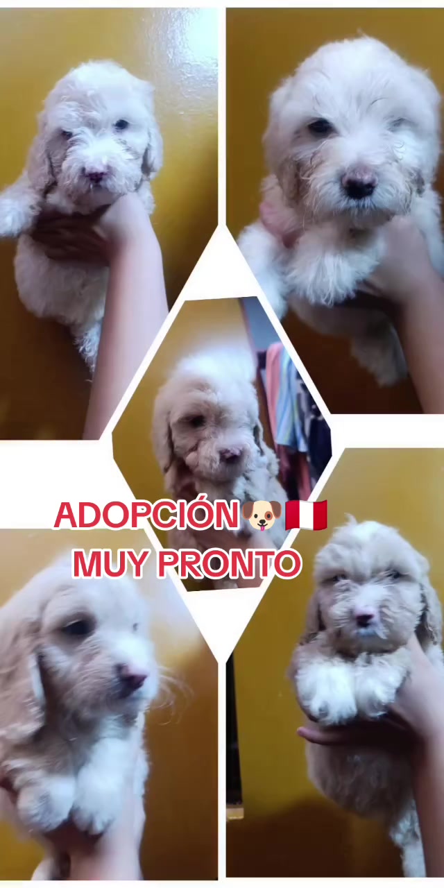 @Perritos Voladores