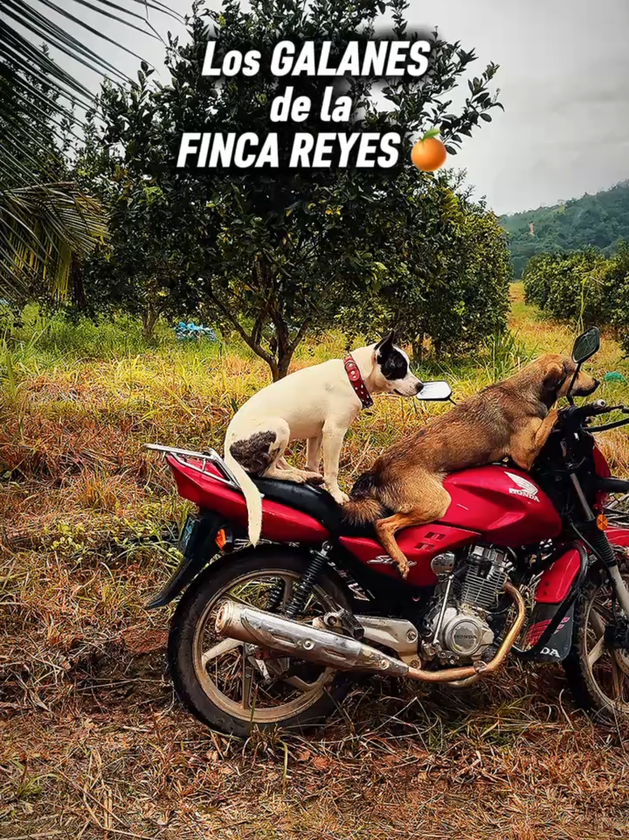 @Ronald Reyes 🇵🇪