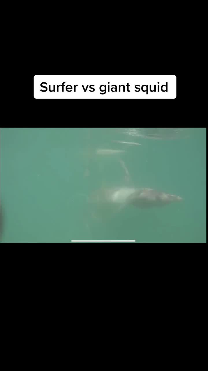 @When_animals_attack