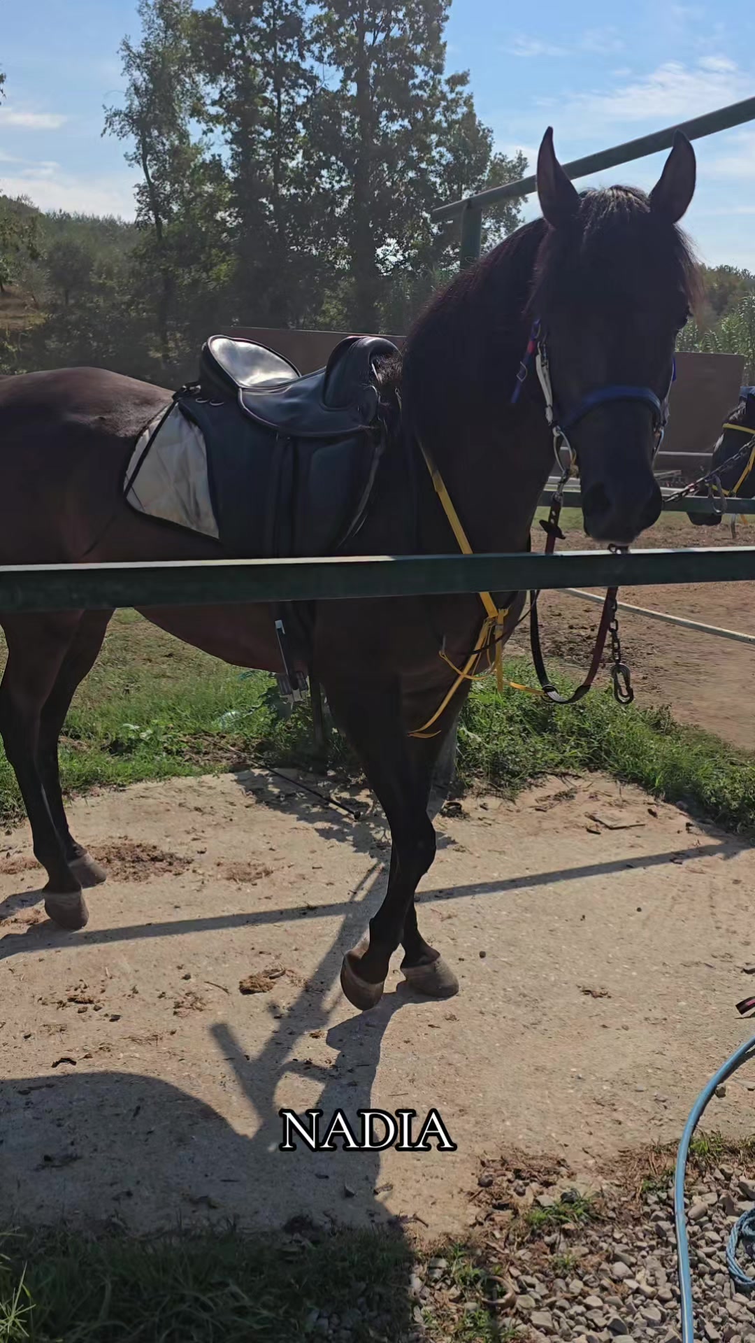 @Horse Training Center Albania