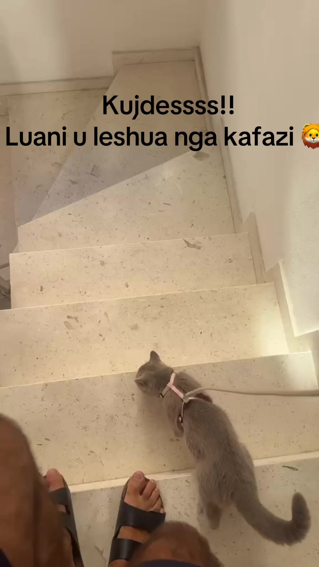 @matchaathecat