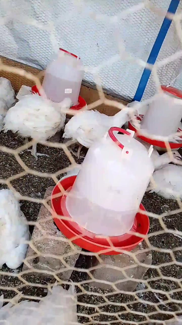 @Mr Marufu Officialfarming