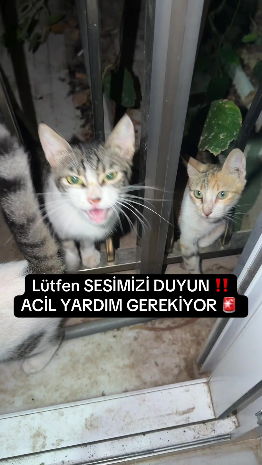 @makeuphalime