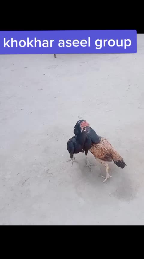 @malikqamarmalik85