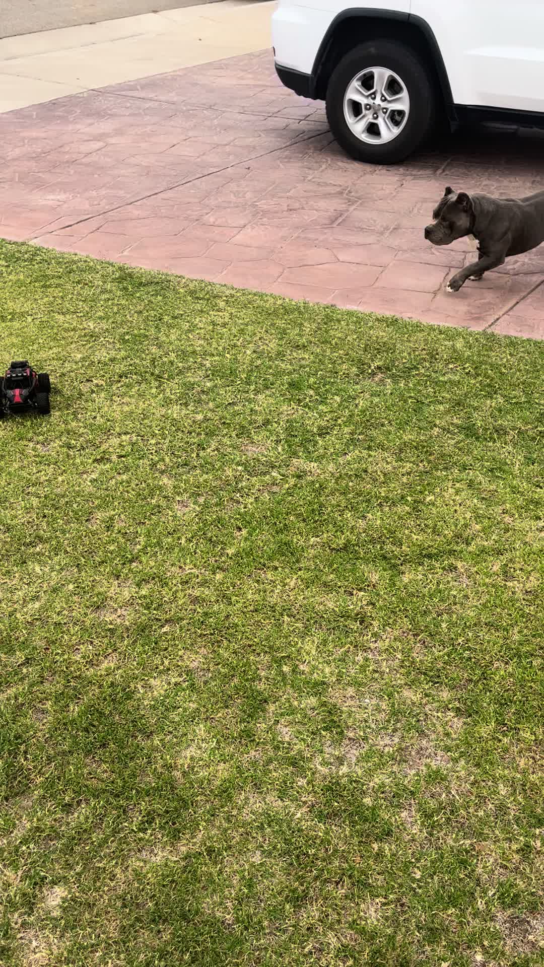 @Morales.kennels