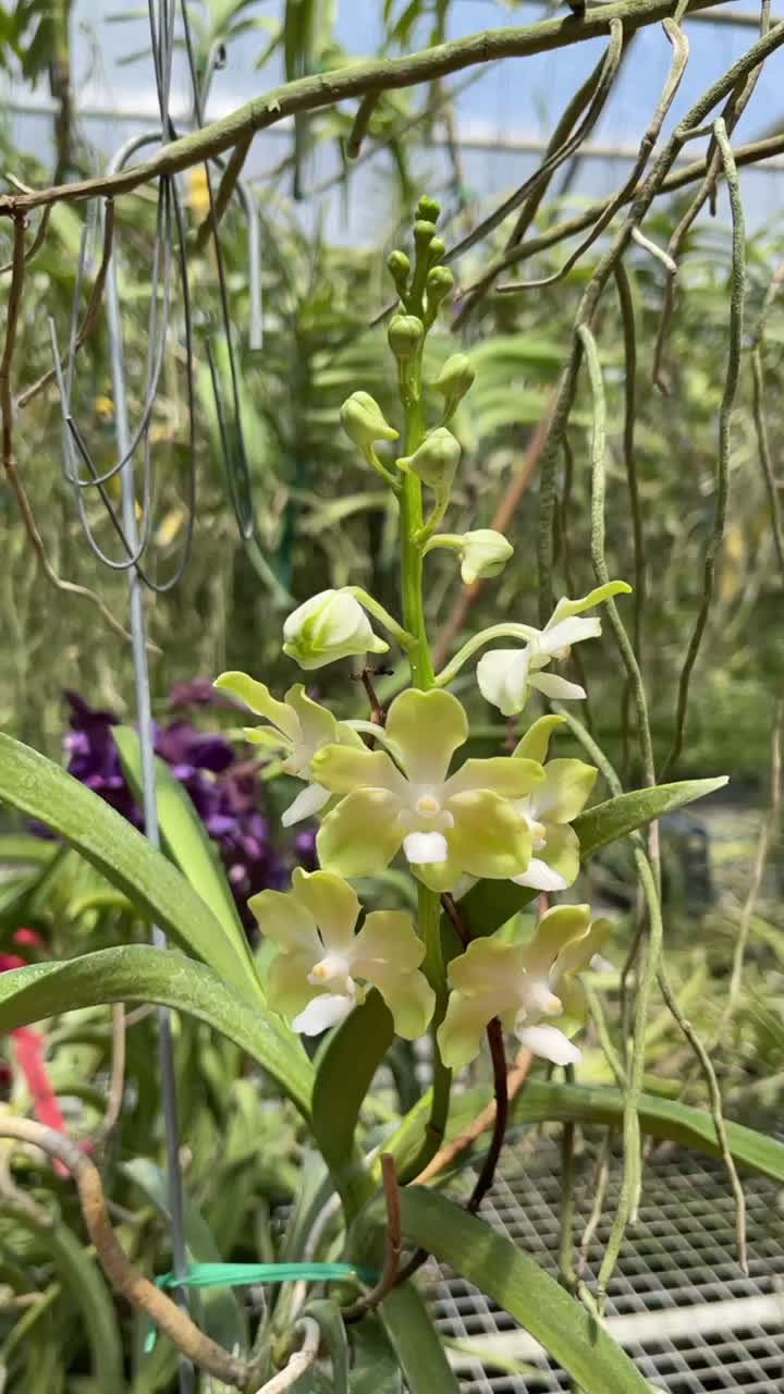 @Motes Orchids