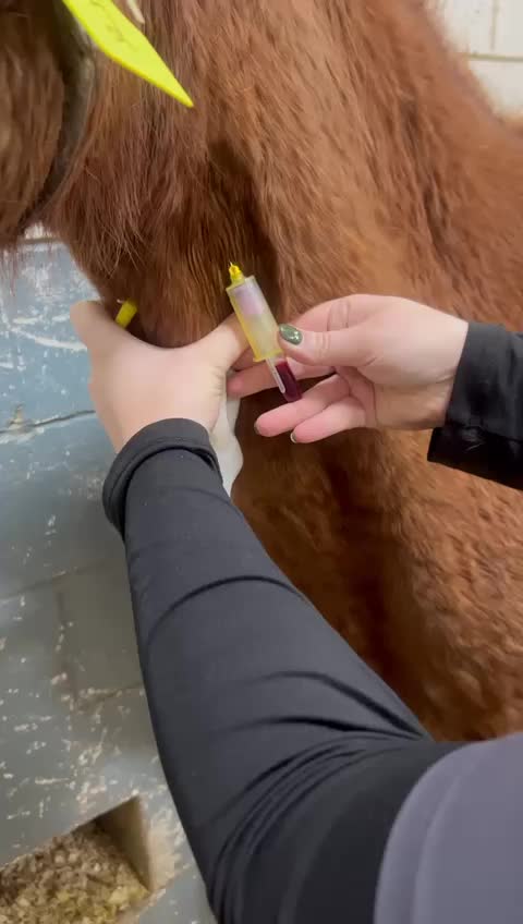 @EquineSurgeryOntario
