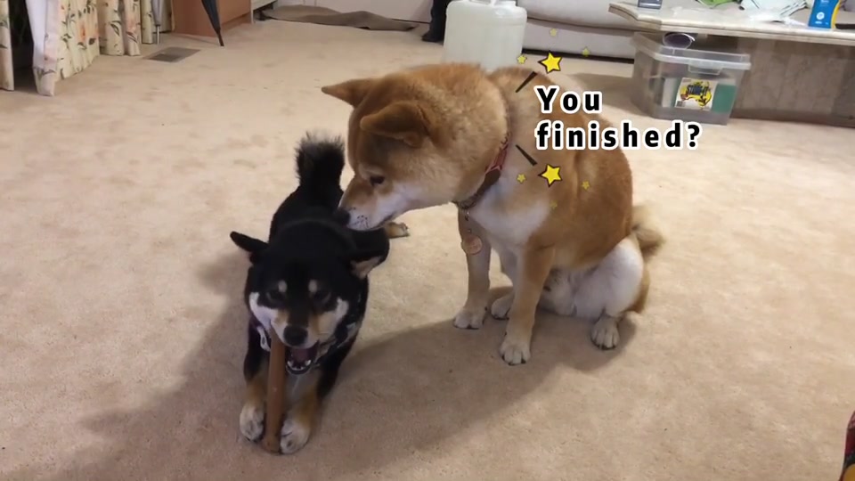 @Mochi.Shogun