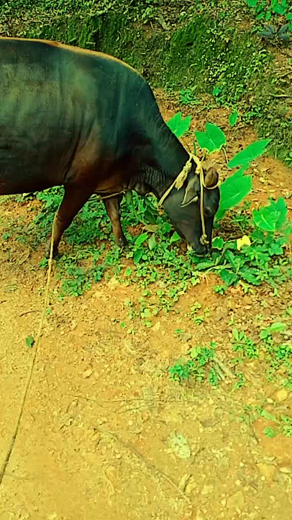 @Vijetha kundapura