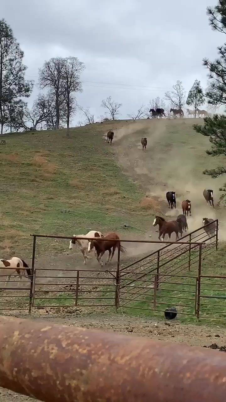@VeaterRanch