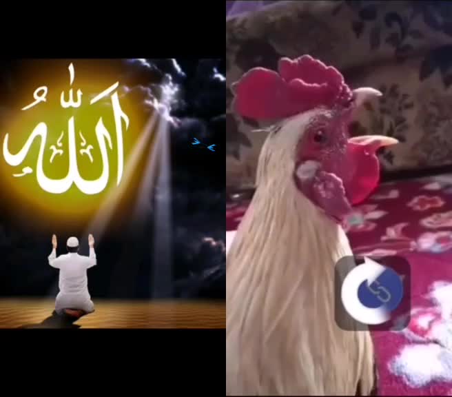 @Mohammad,Rana..A..K