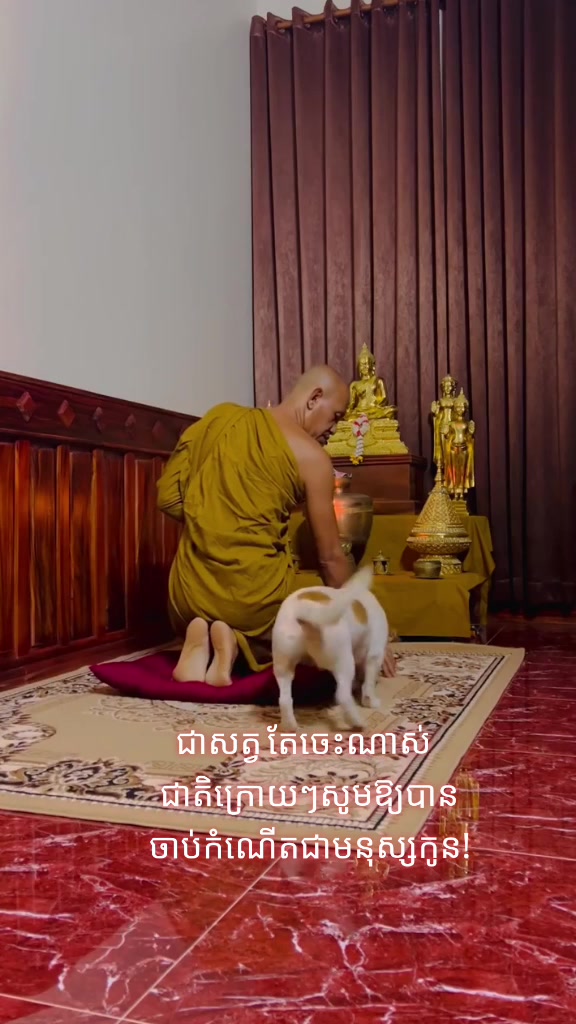 @កូនចាបមាស