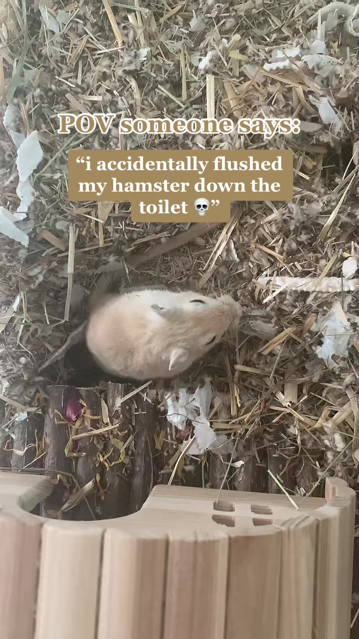 @gerbils