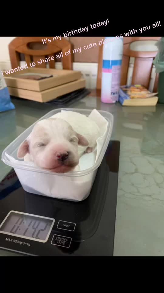 @🐕Fʟᴏssʏ🐕
