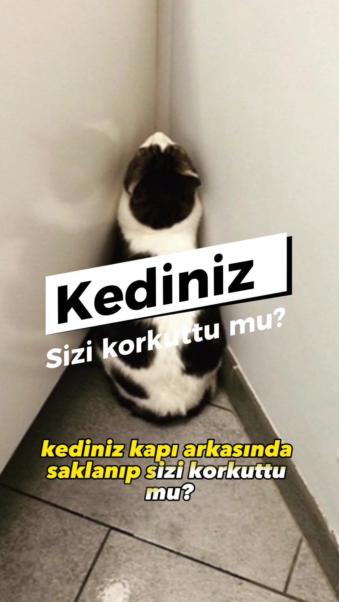 @zekadolabi
