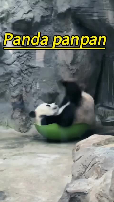 @Many pandas