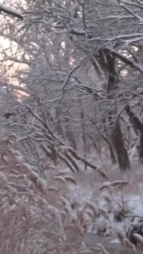 @piriev11."T.T