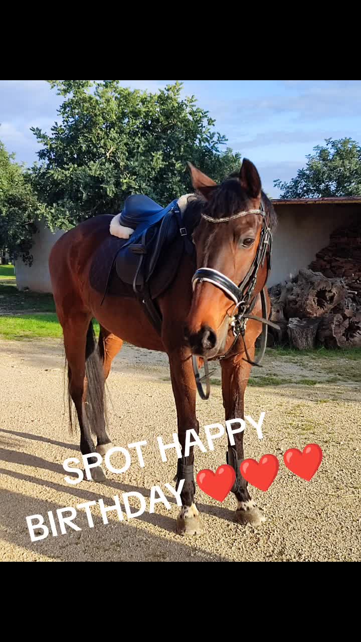 @GypsyHorse