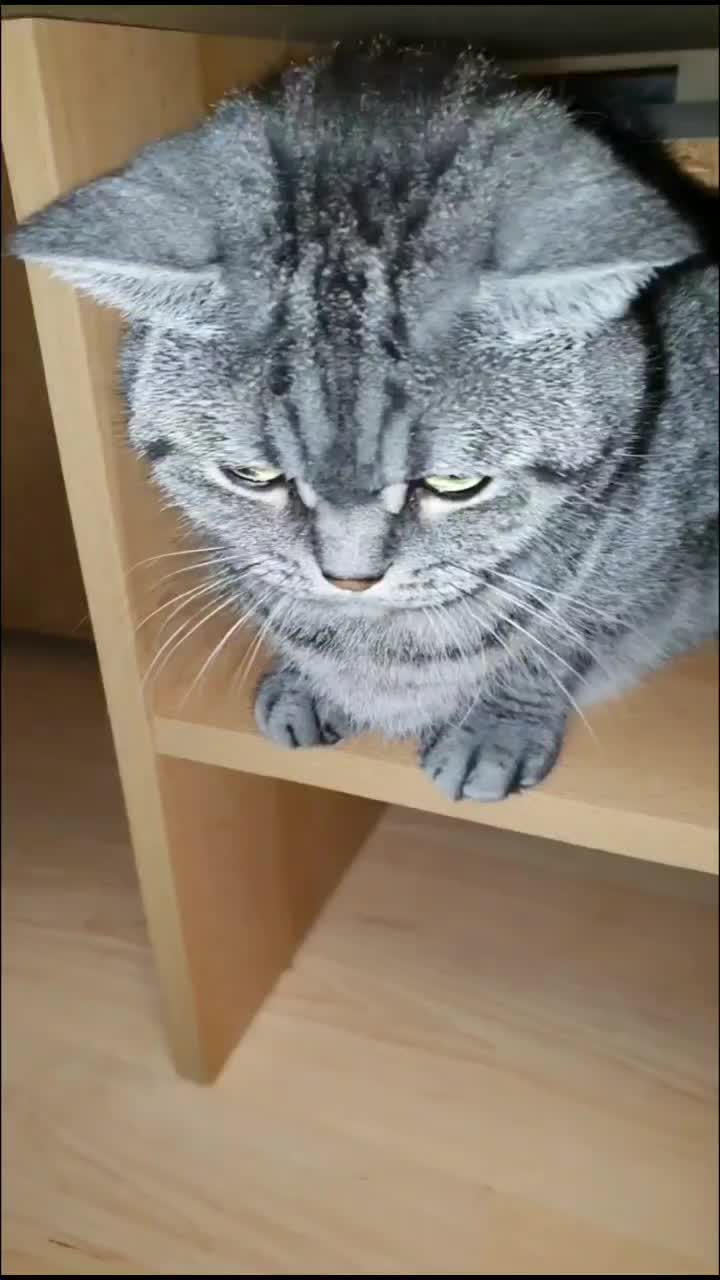 @the coconutkitty