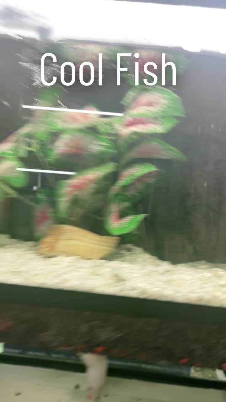 @Aquarium Paradise