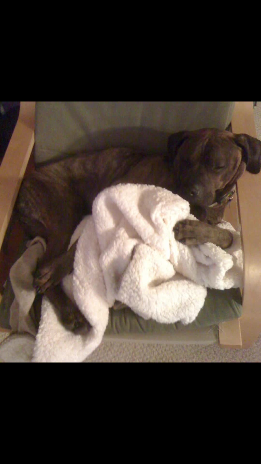 @AJ_n_roadie.rock.puppy