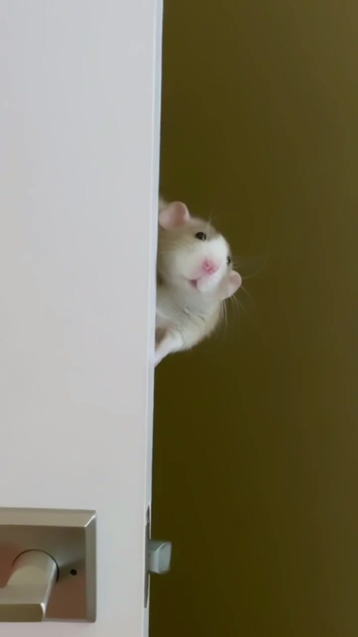 @RatsHaveFeelingsToo