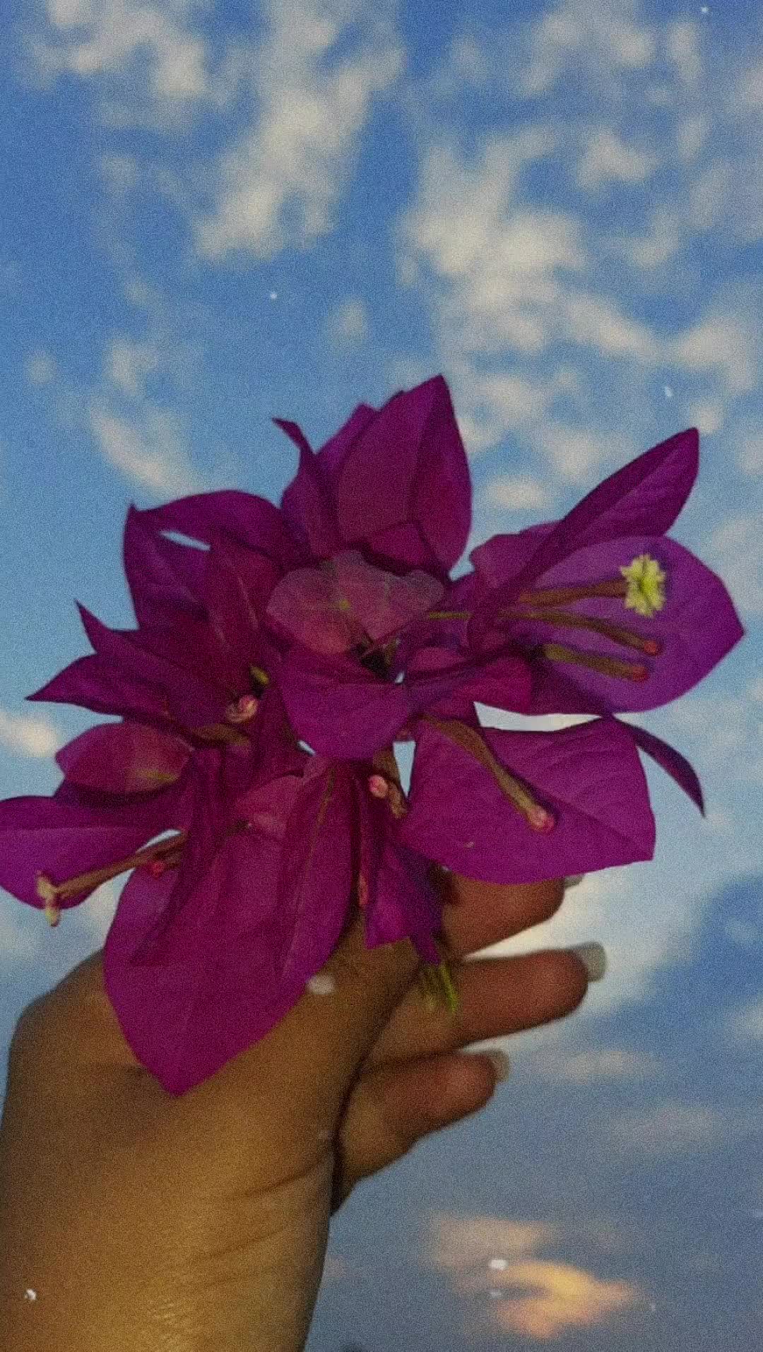 @Aanchal Thapa