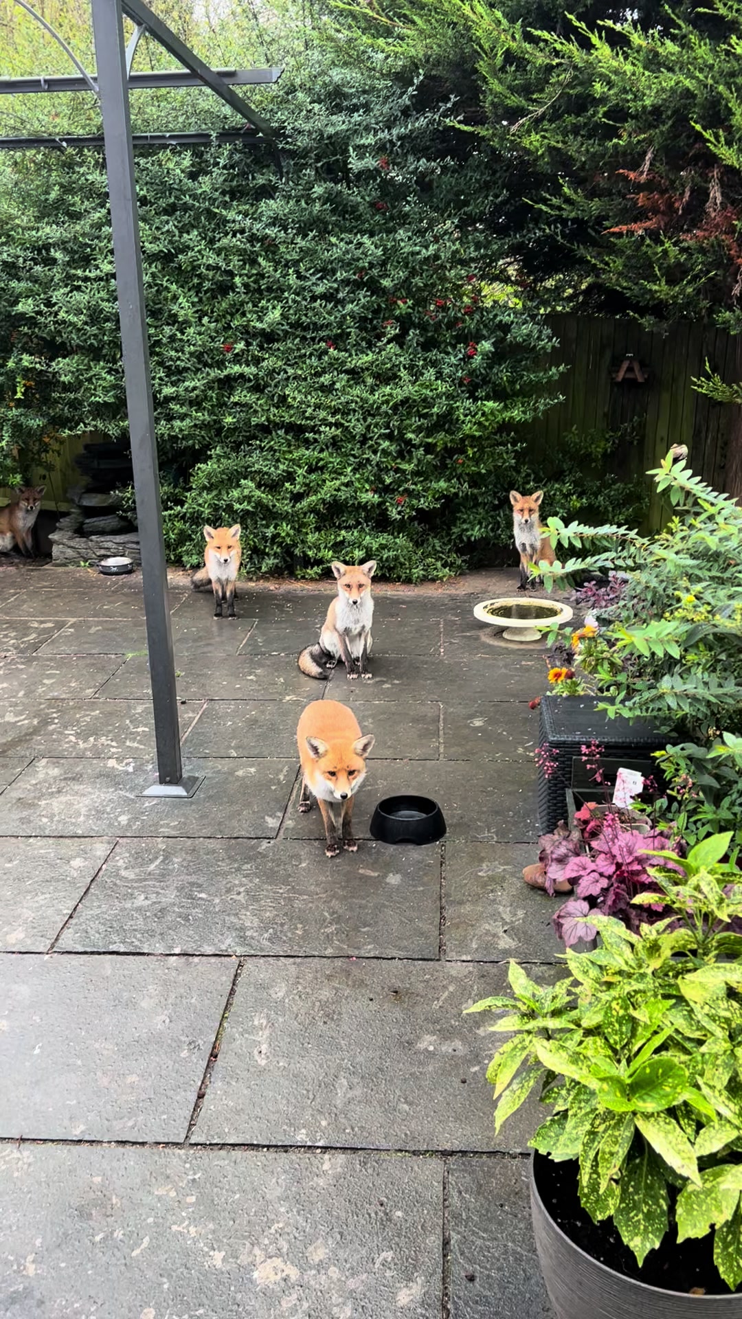 @gp_wildlife