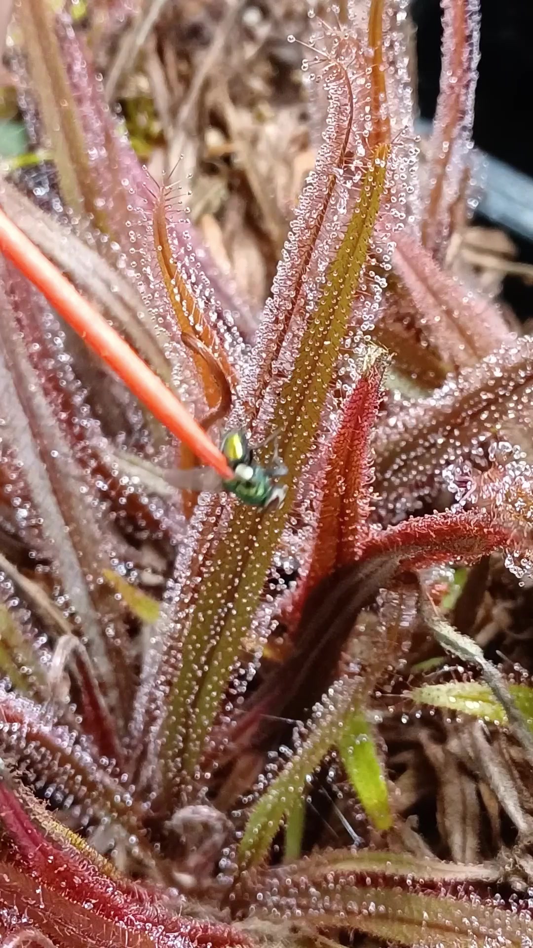 @Logs Plants