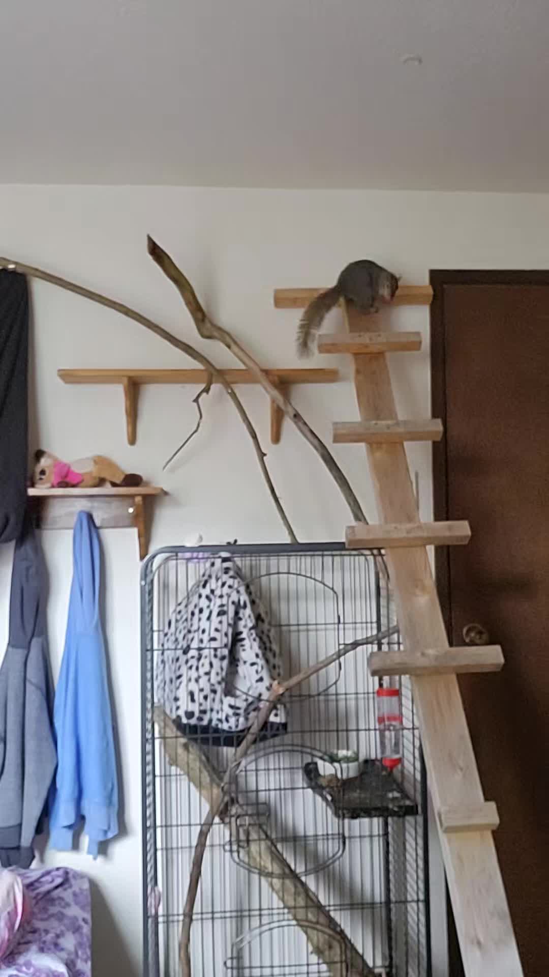 @ZippyTheRescueSquirrel