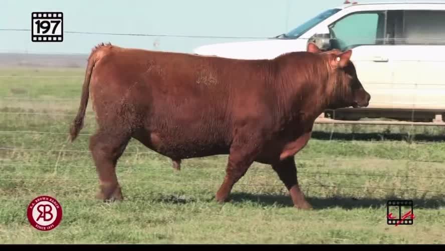 @M5 Red Angus