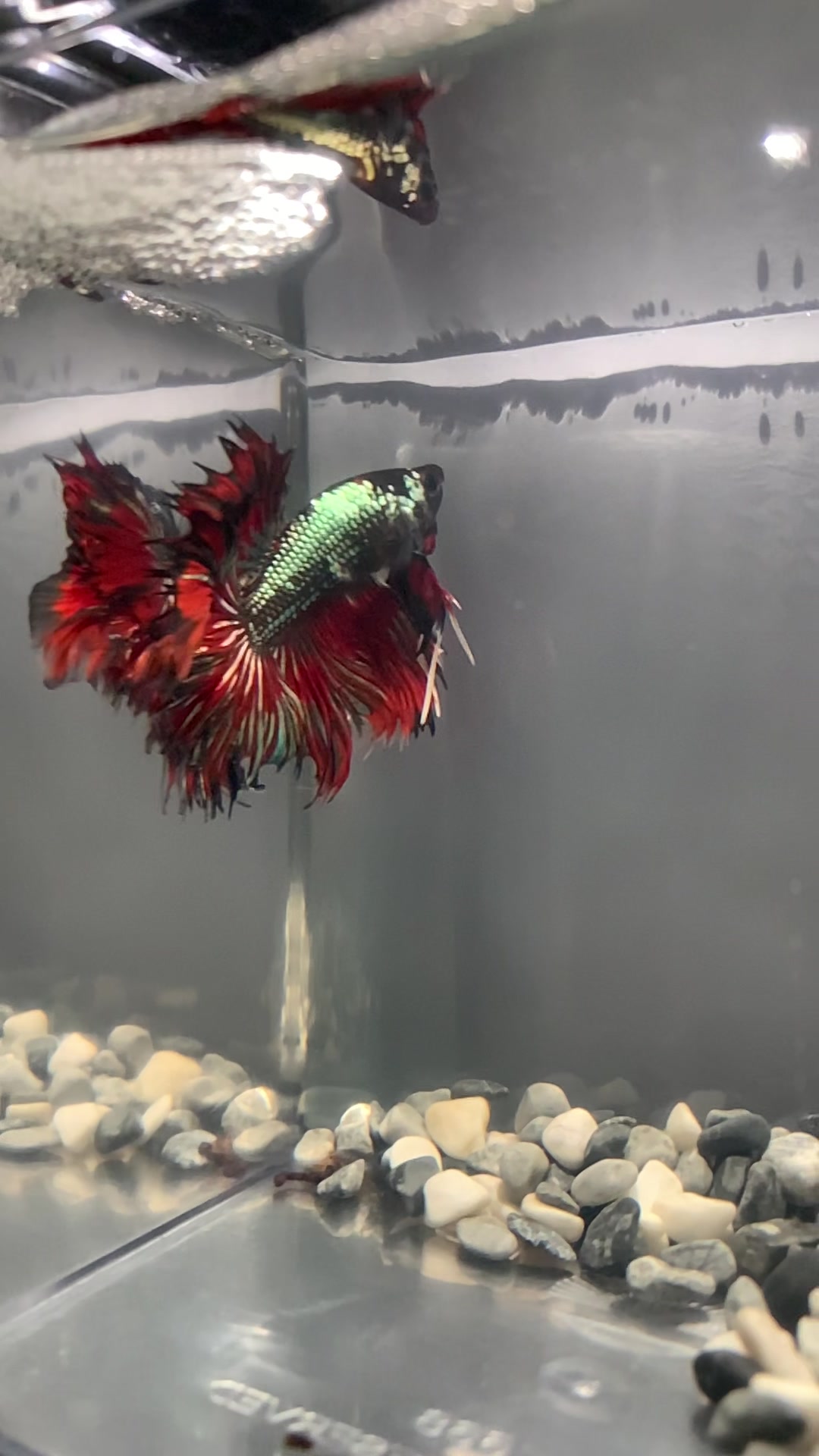 @HCw Betta