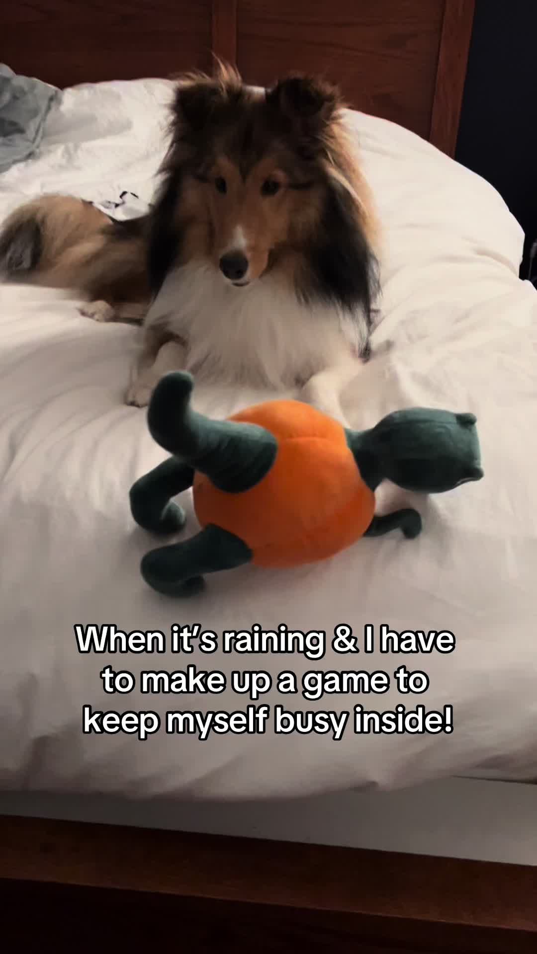 @Pepin The Sheltie